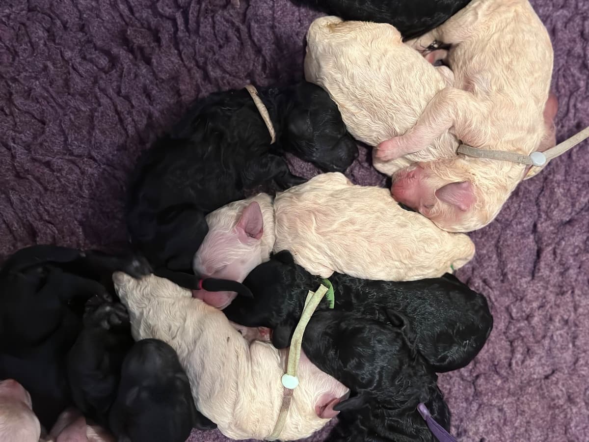 Poodle Puppies breeder image 2