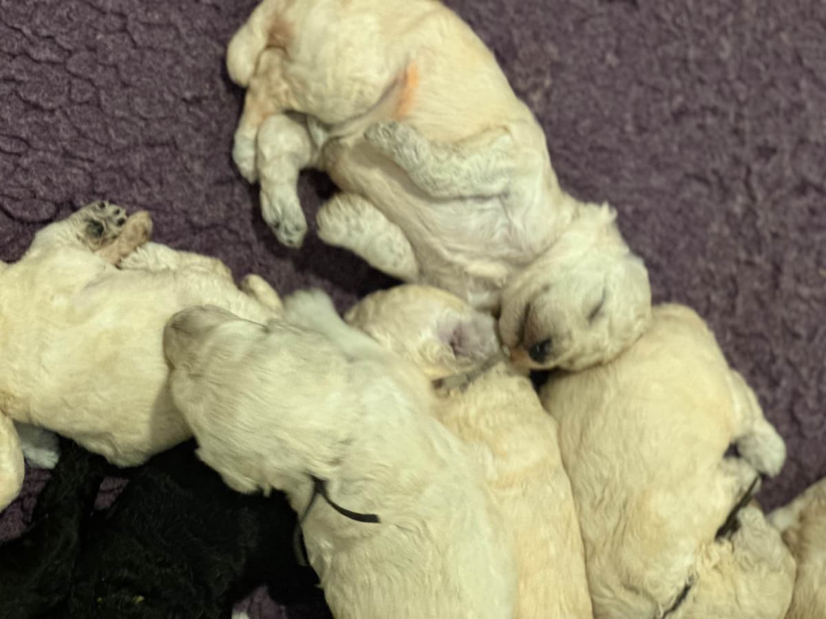 Poodle Puppies breeder image 3