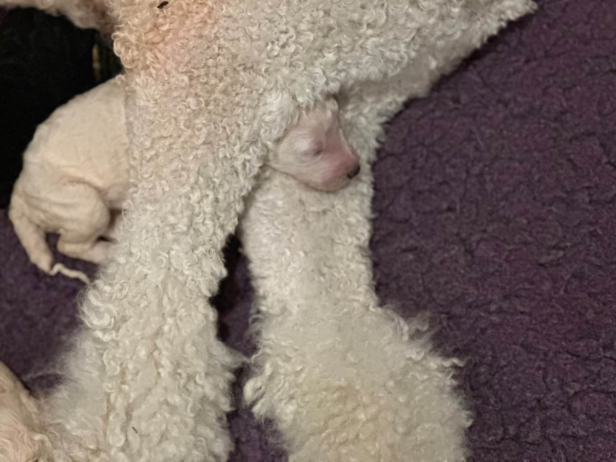 Poodle Puppies breeder image 4