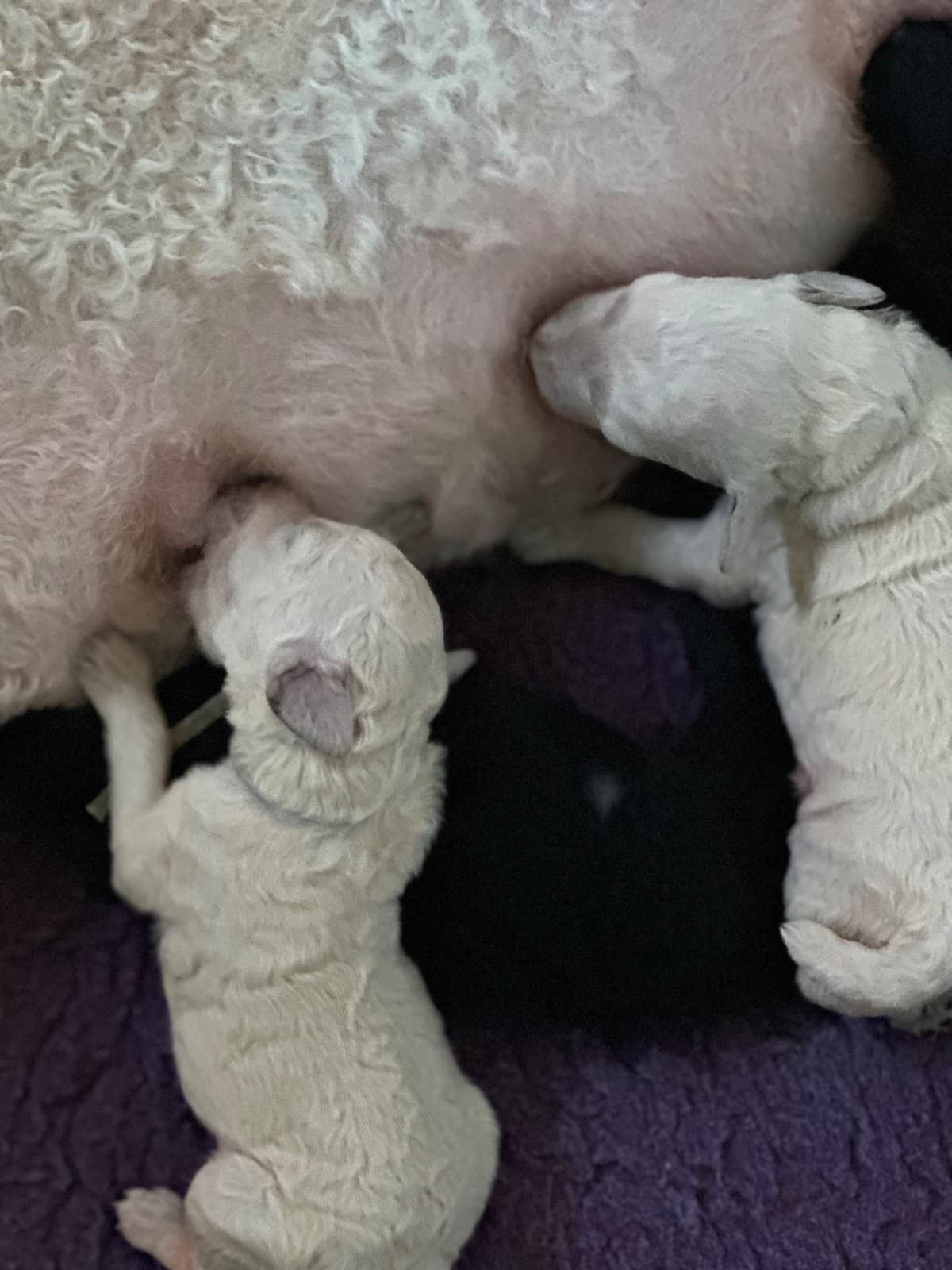 Poodle Puppies breeder image 6
