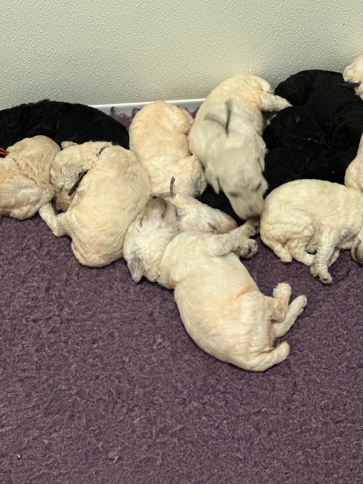 Poodle Puppies breeder image 9