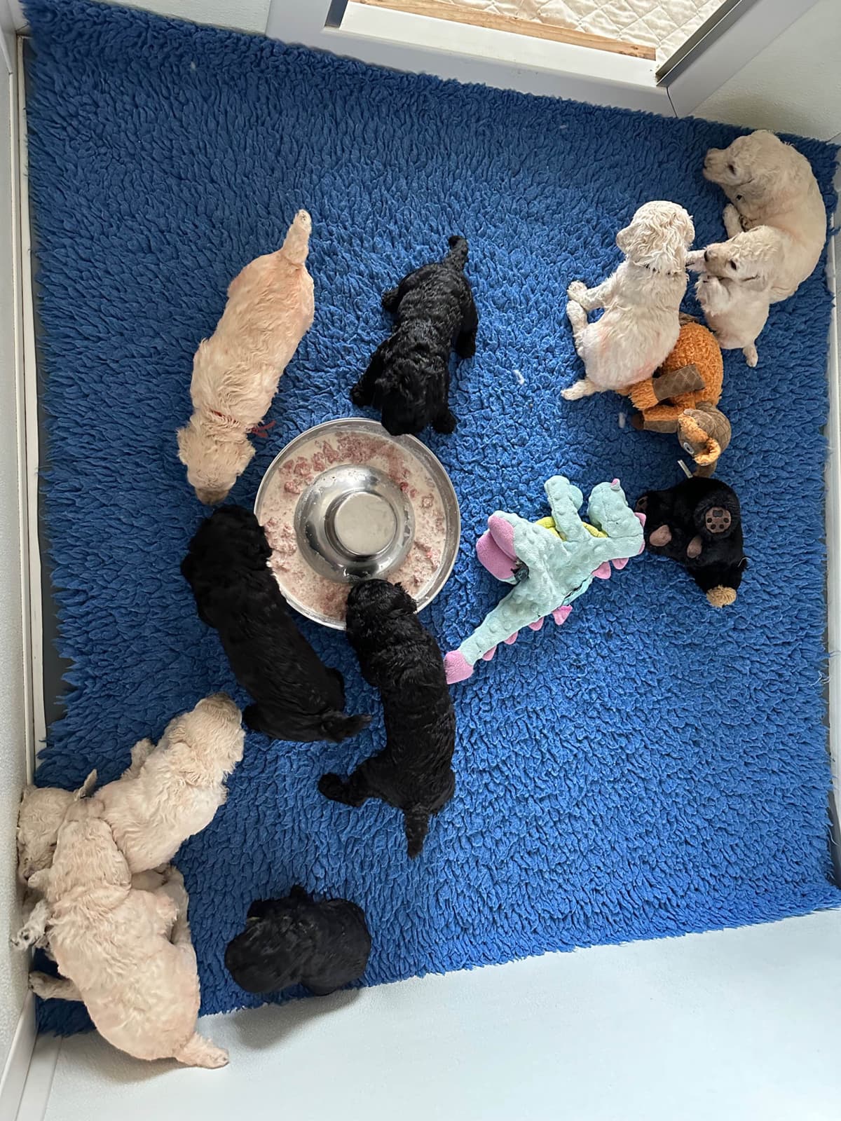 Poodle Puppies breeder image 8