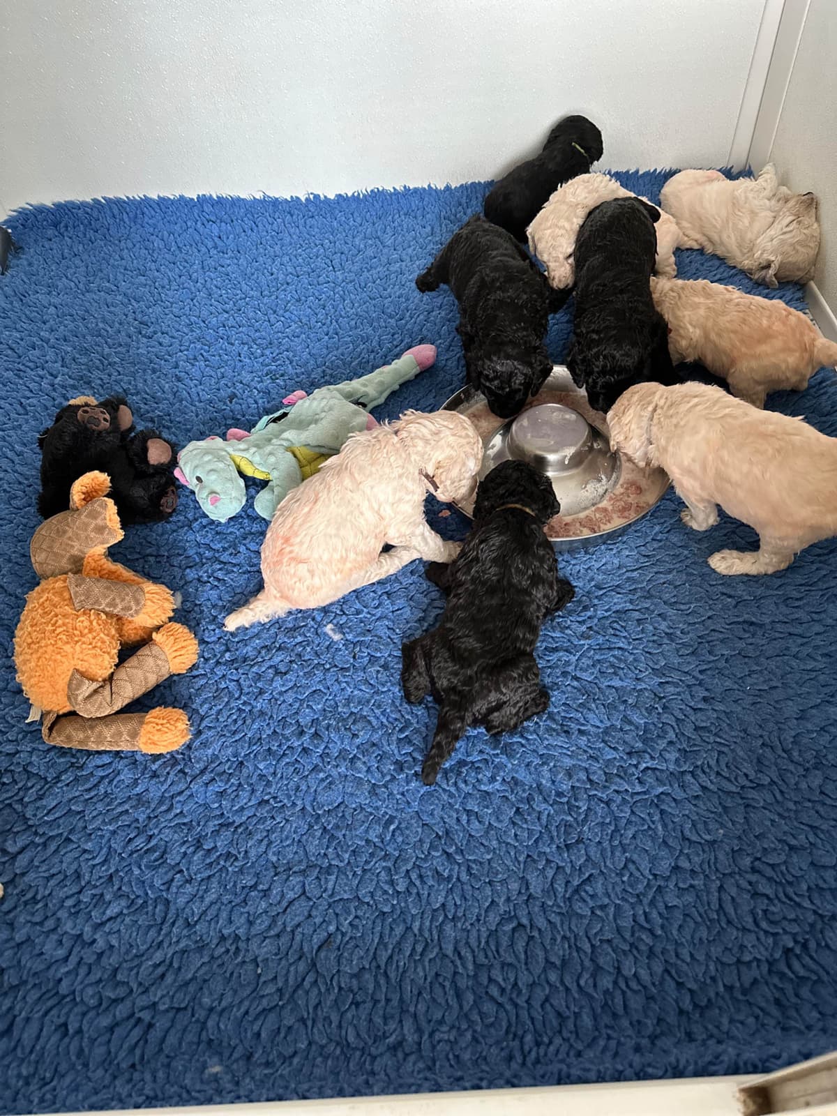 Poodle Puppies breeder image 10
