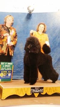 Poodle Puppies breeder image 11
