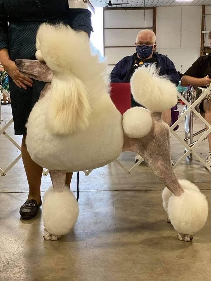 Poodle Puppies breeder image 12