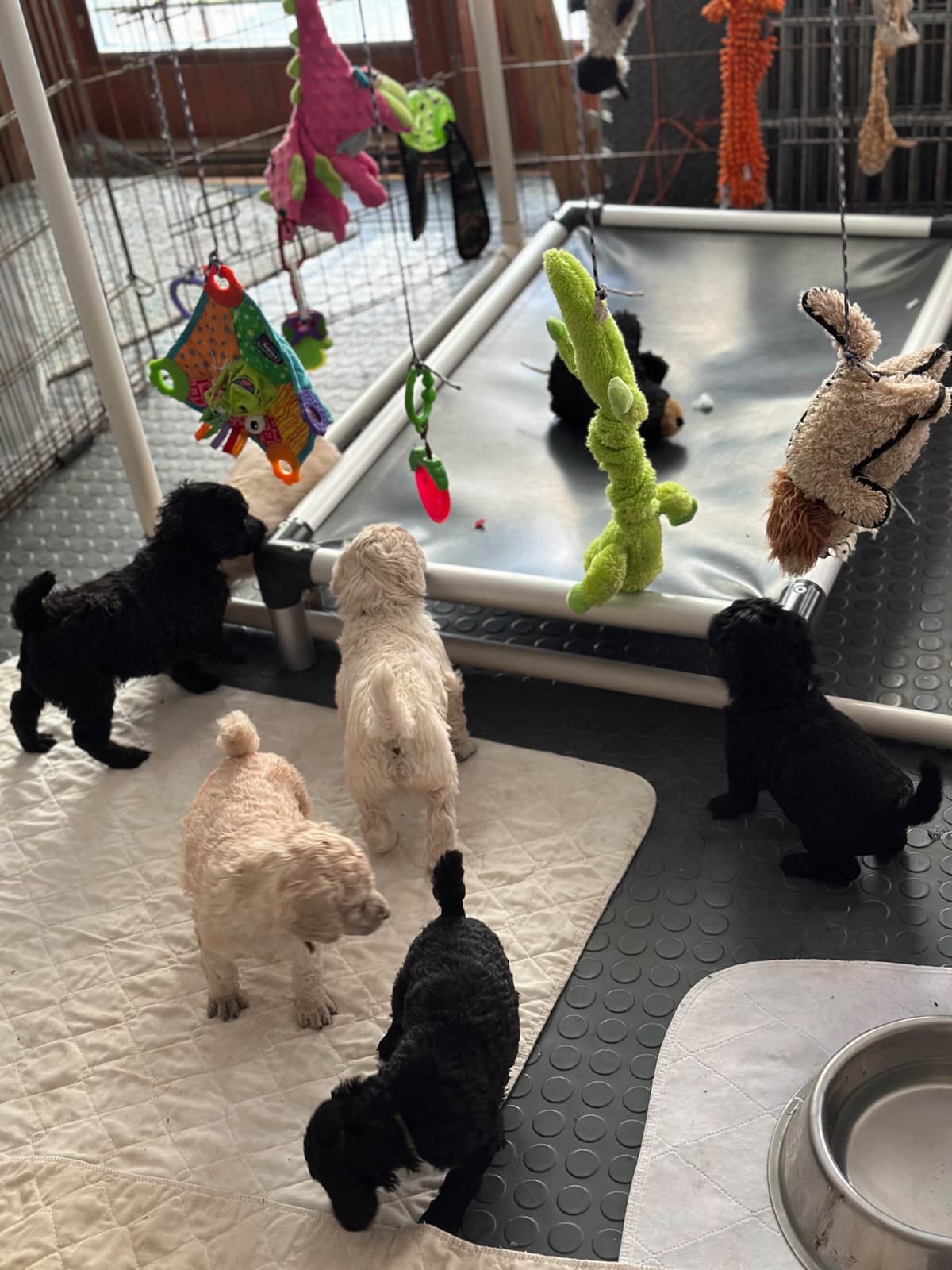 Poodle Puppies breeder image 15