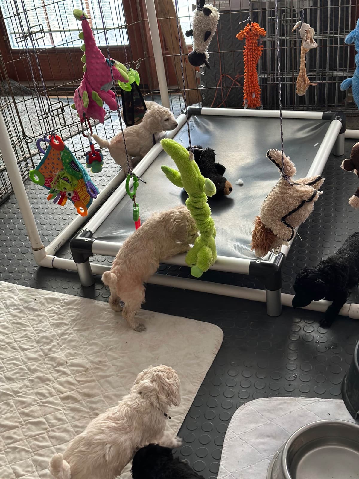 Poodle Puppies breeder image 16