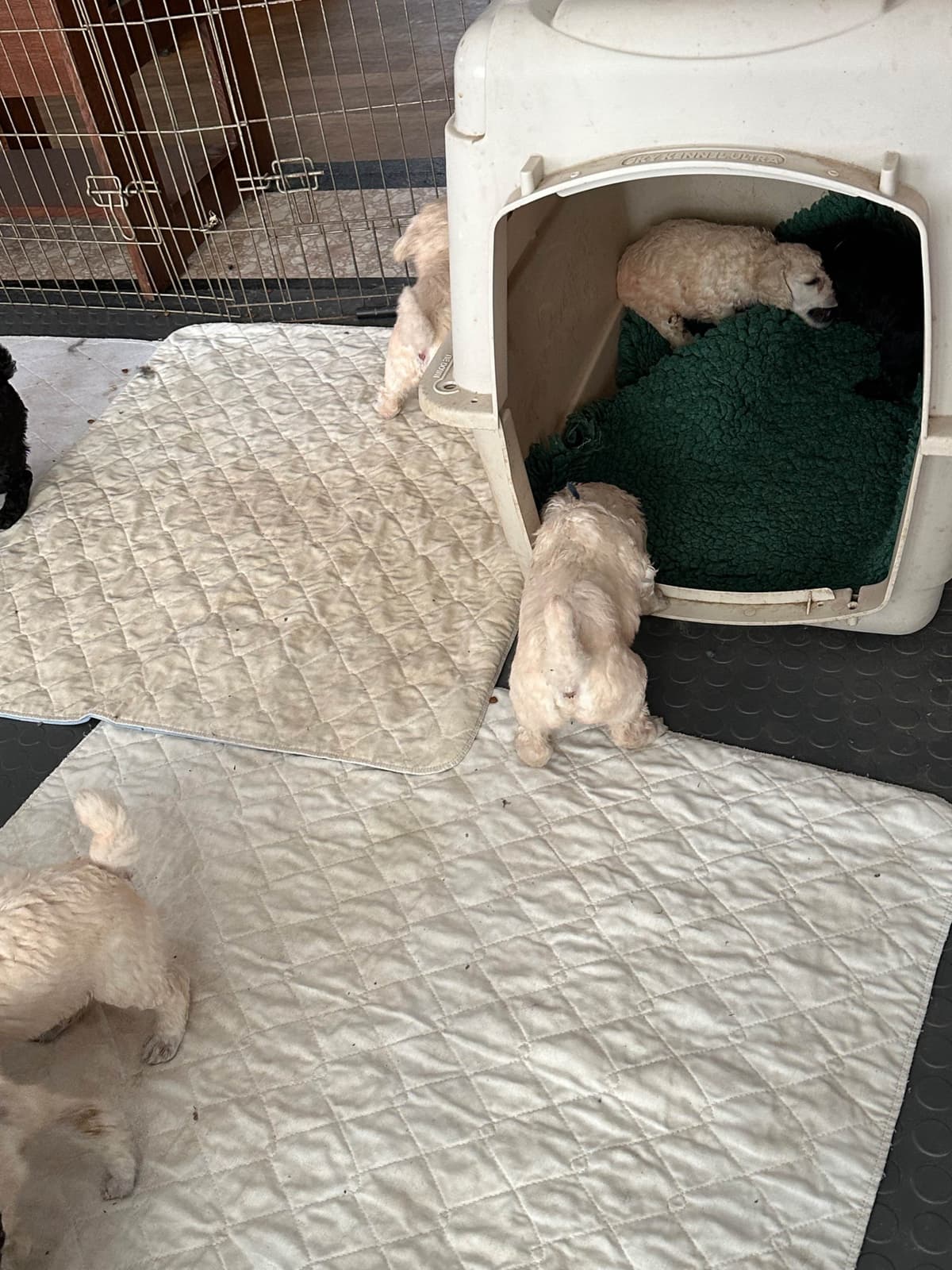 Poodle Puppies breeder image 17