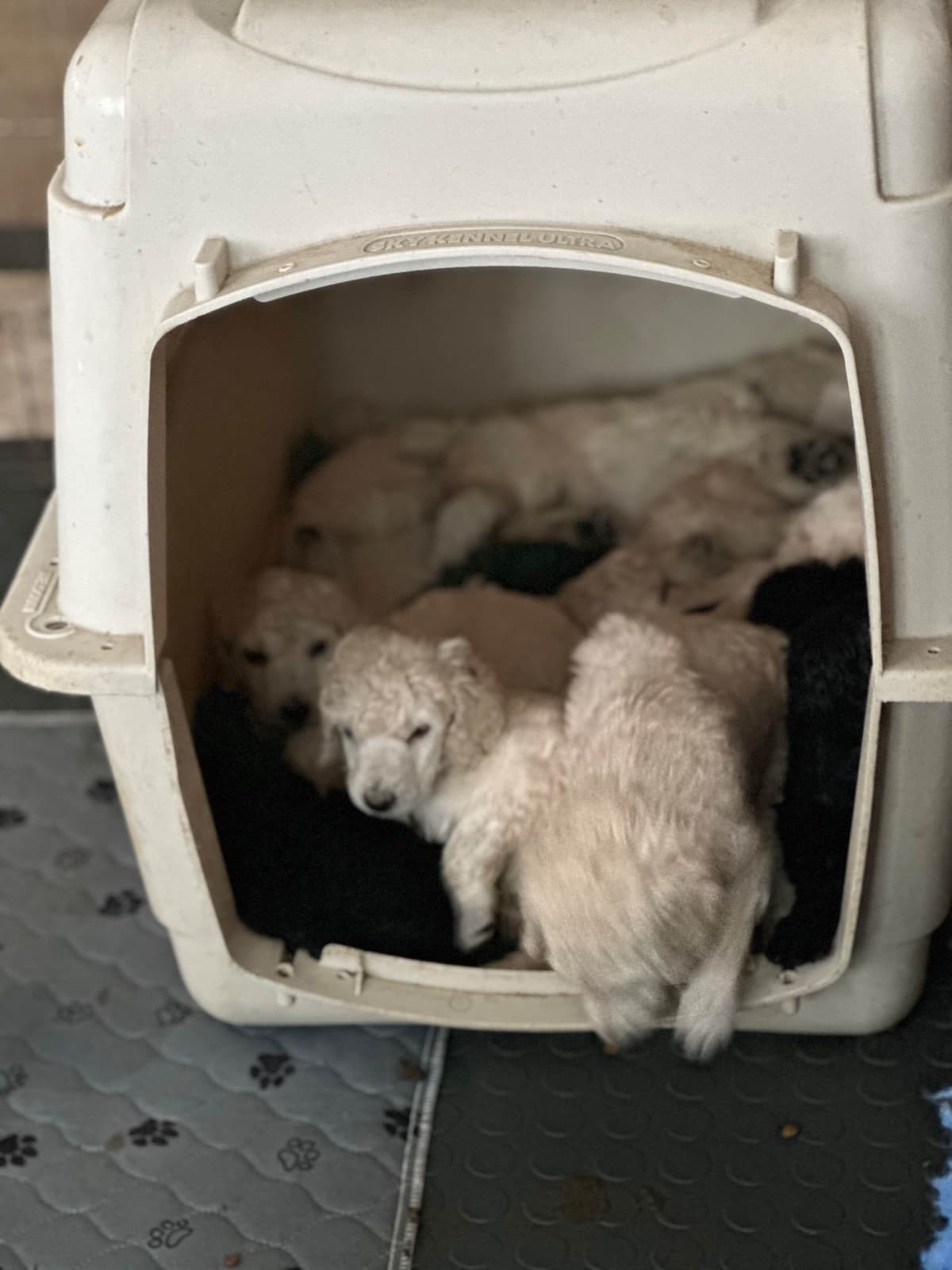 Poodle Puppies breeder image 18