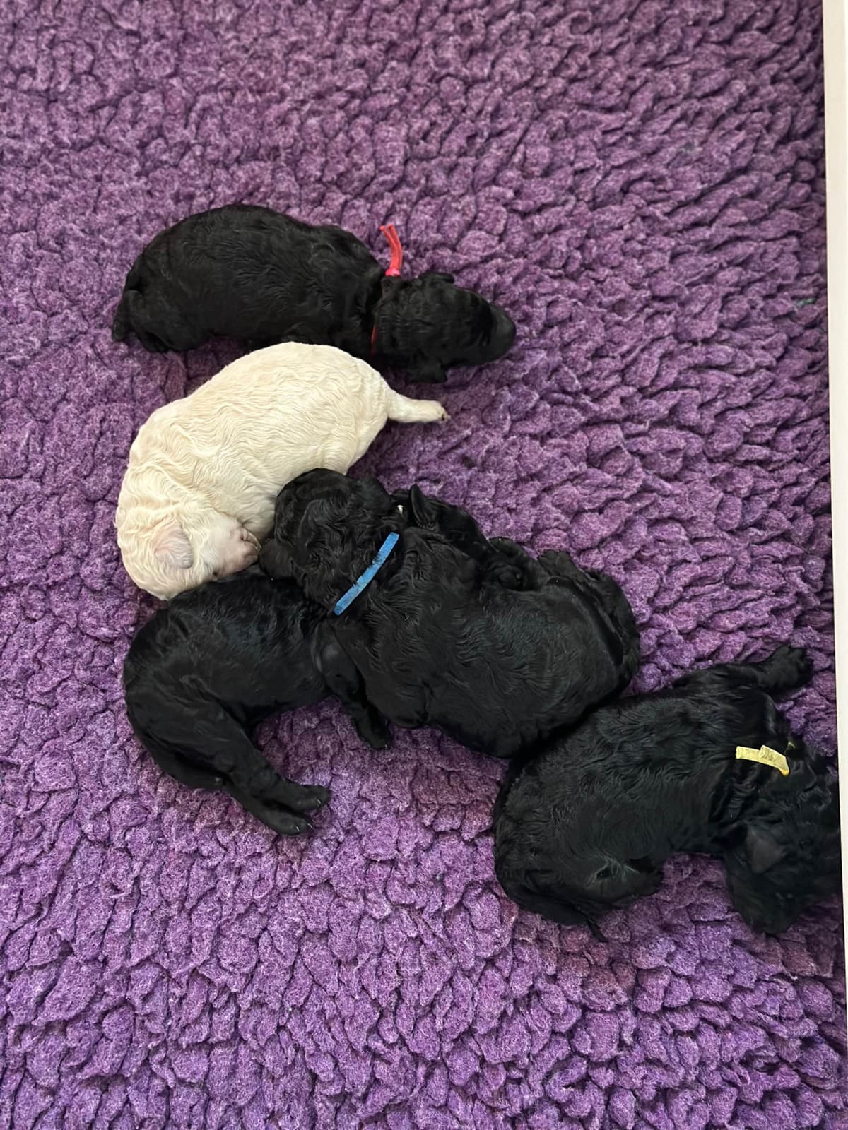 Poodle Puppies breeder image 19
