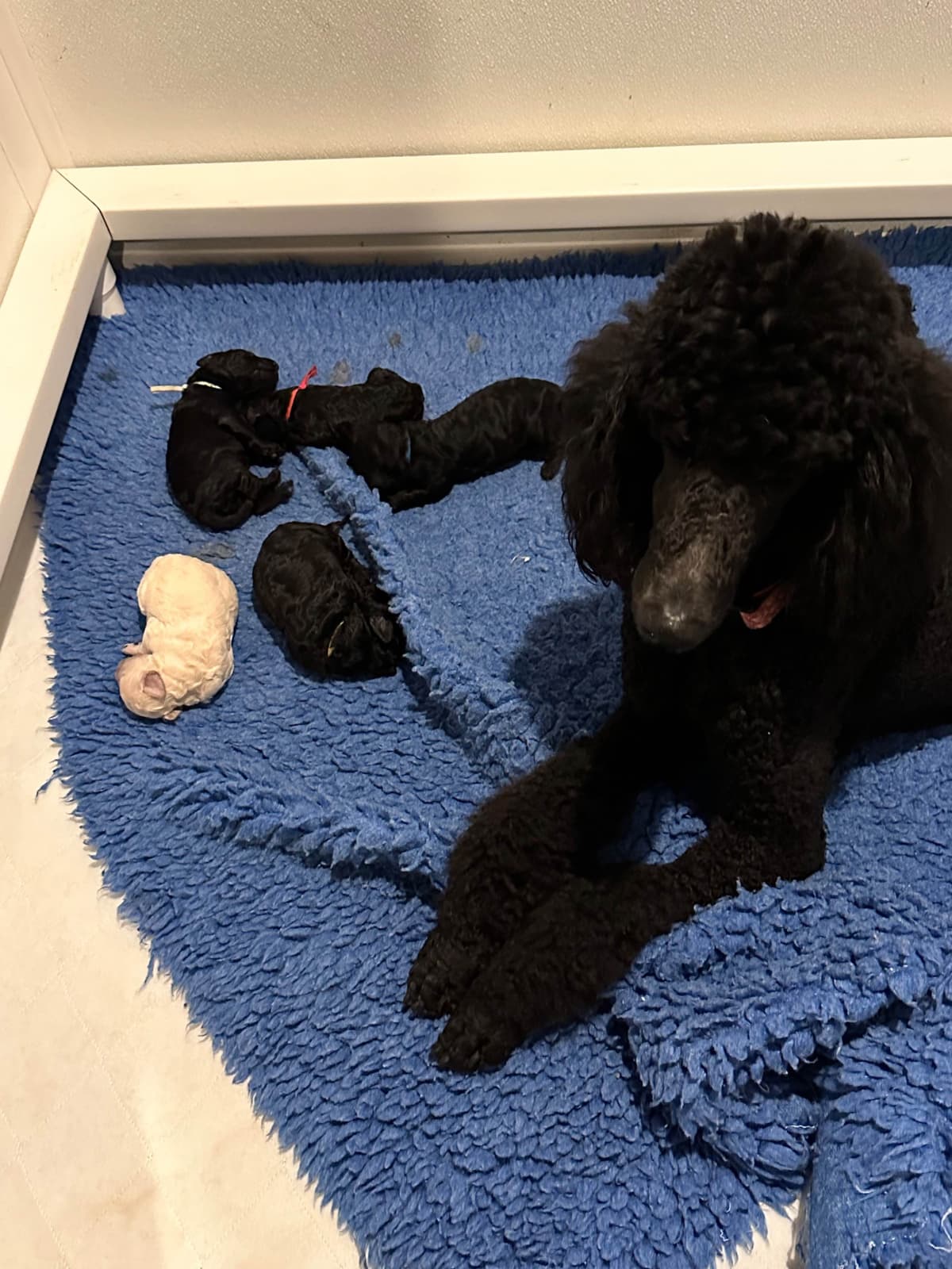 Poodle Puppies breeder image 20