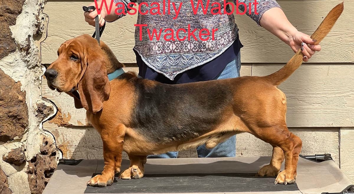 Basset Hound Puppies breeder image 7