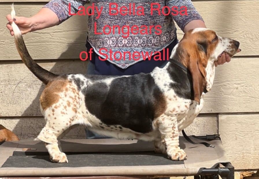 Basset Hound Puppies breeder image 8