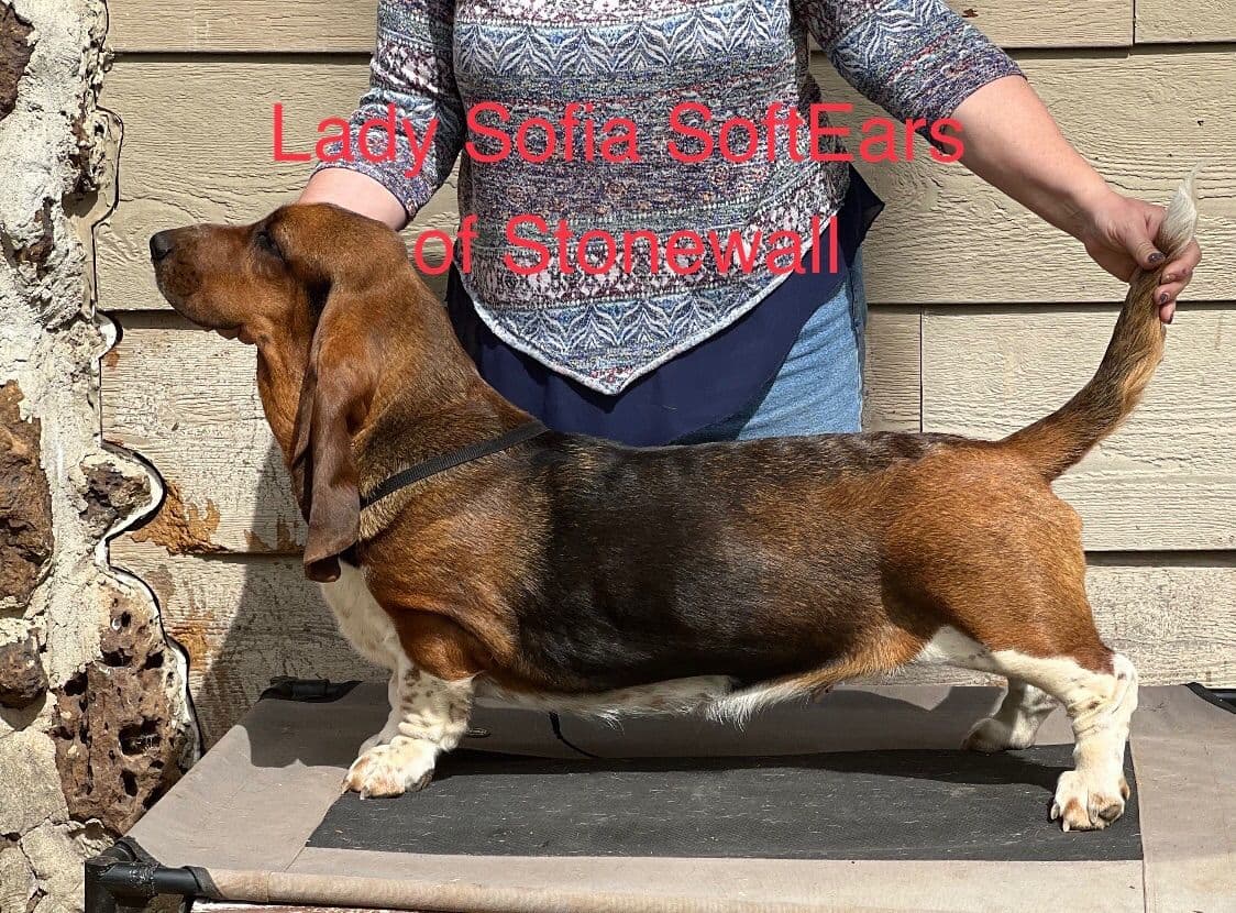 Basset Hound Puppies breeder image 9