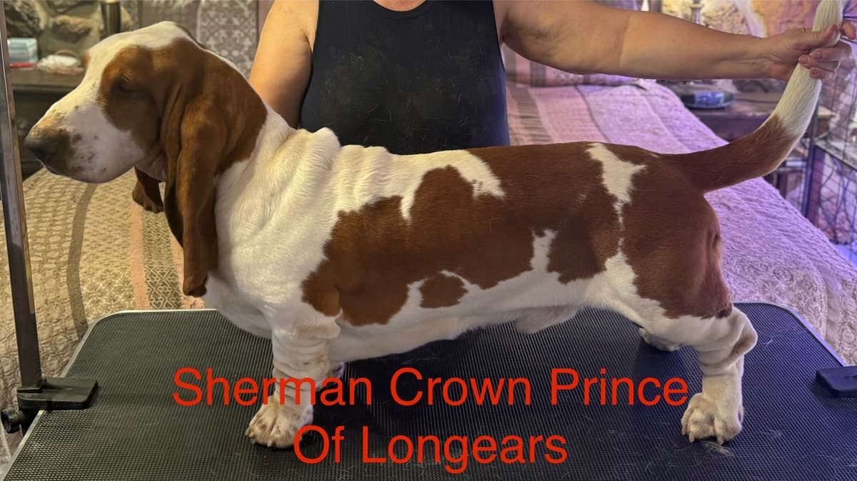 Basset Hound Puppies breeder image 10