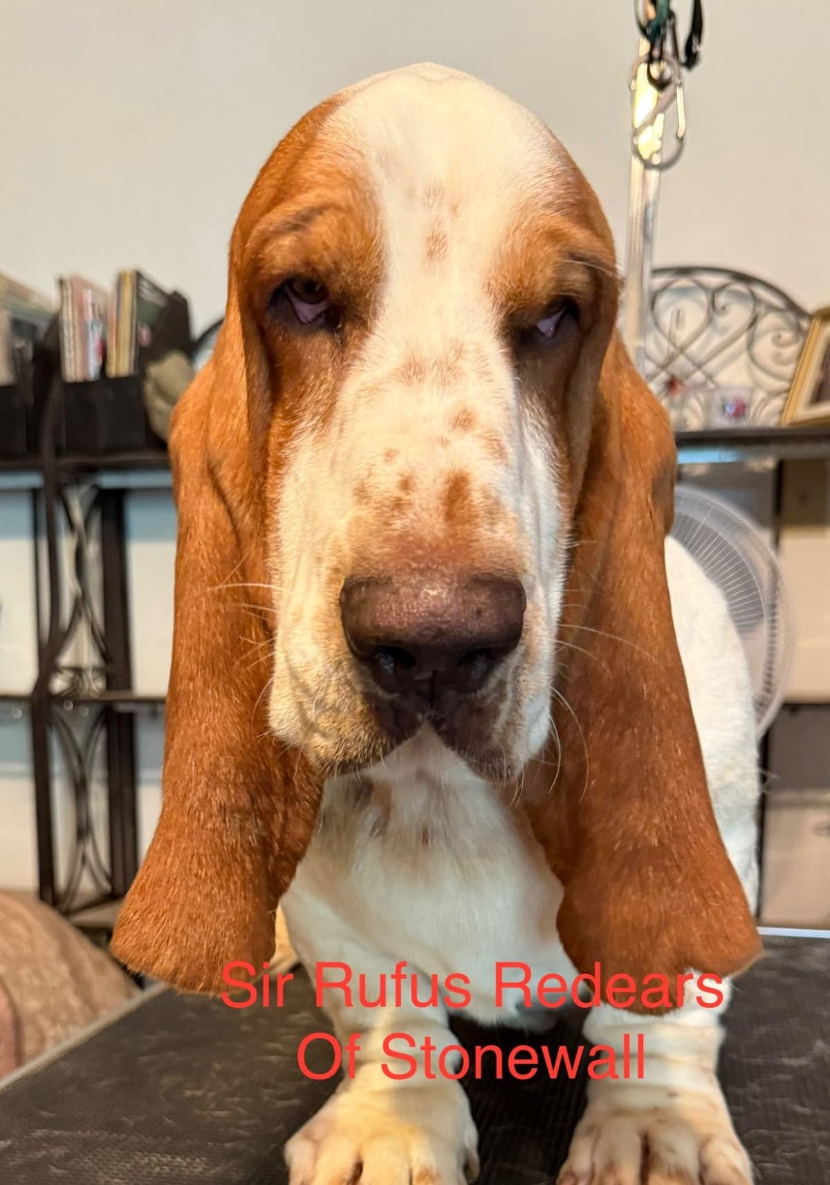 Basset Hound Puppies breeder image 12