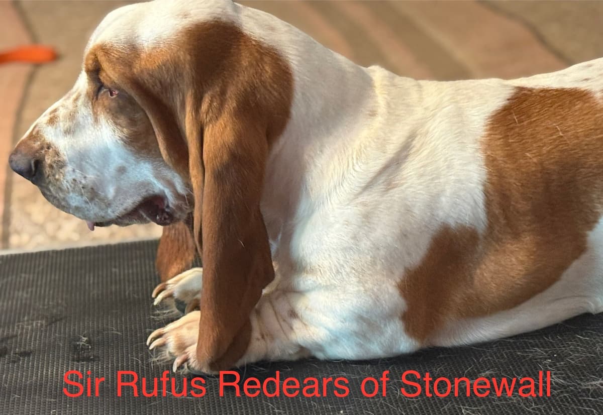 Basset Hound Puppies breeder image 13