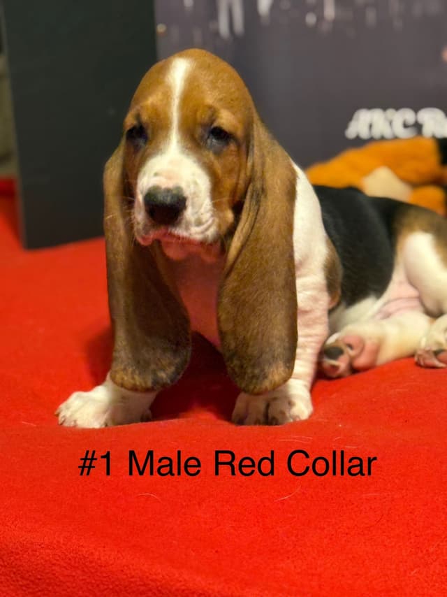 Basset Hound Puppies media 3