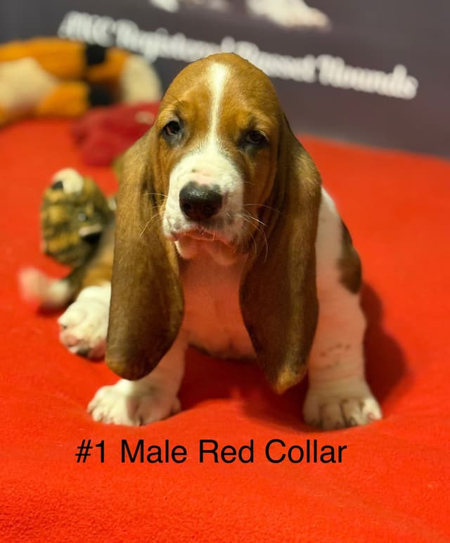 Basset Hound Puppies media 5