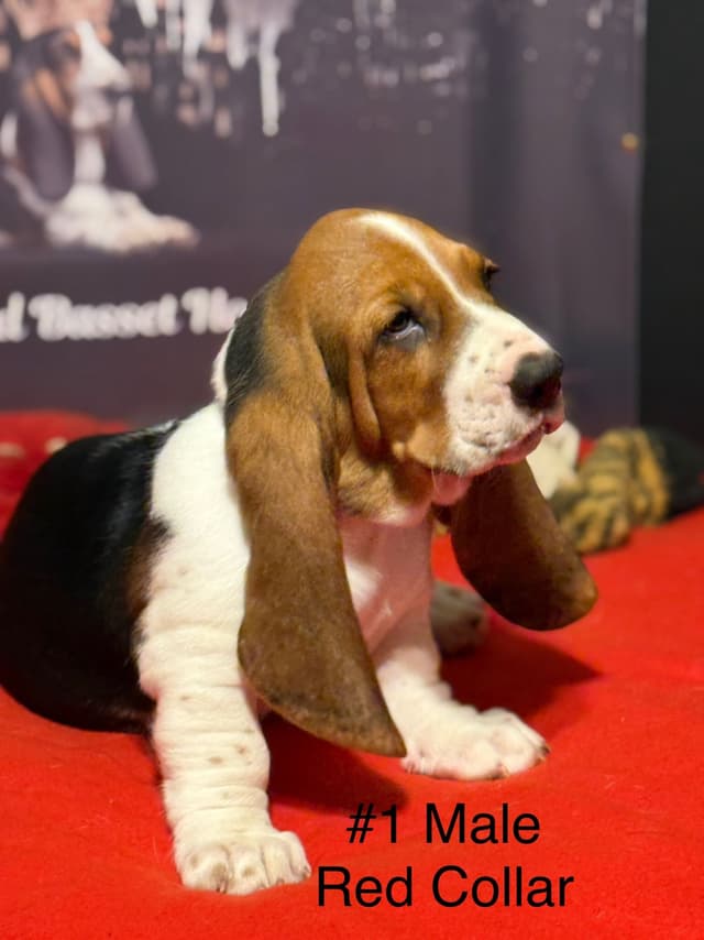 Basset Hound Puppies media 4