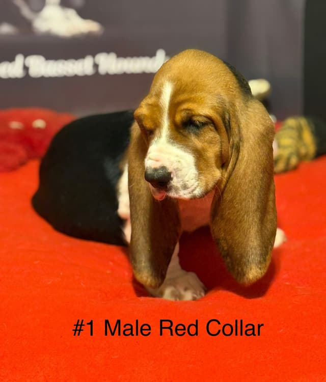Basset Hound Puppies media 6