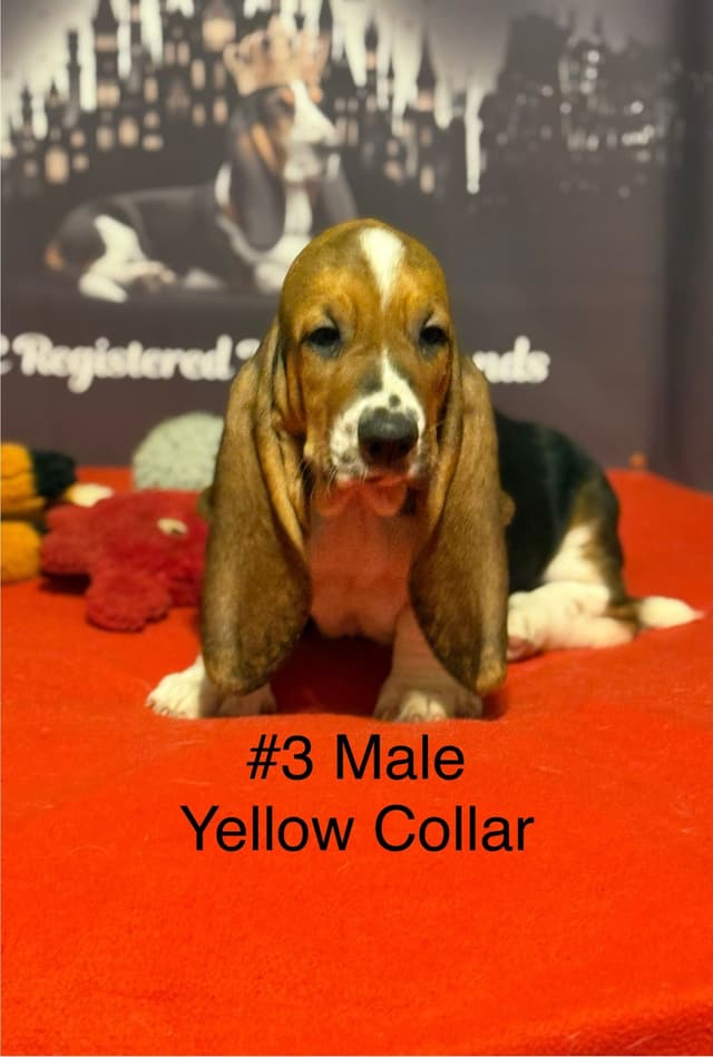 Basset Hound Puppies media 7