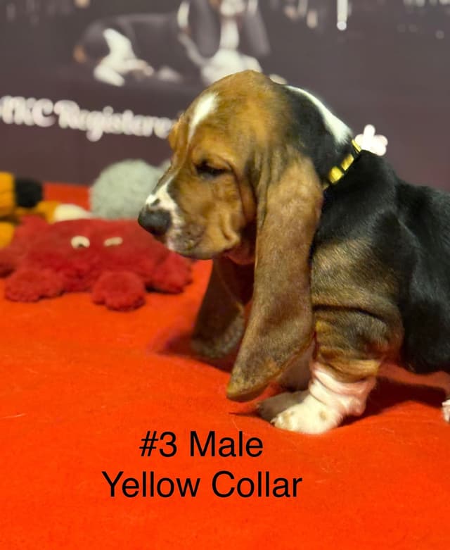 Basset Hound Puppies media 8