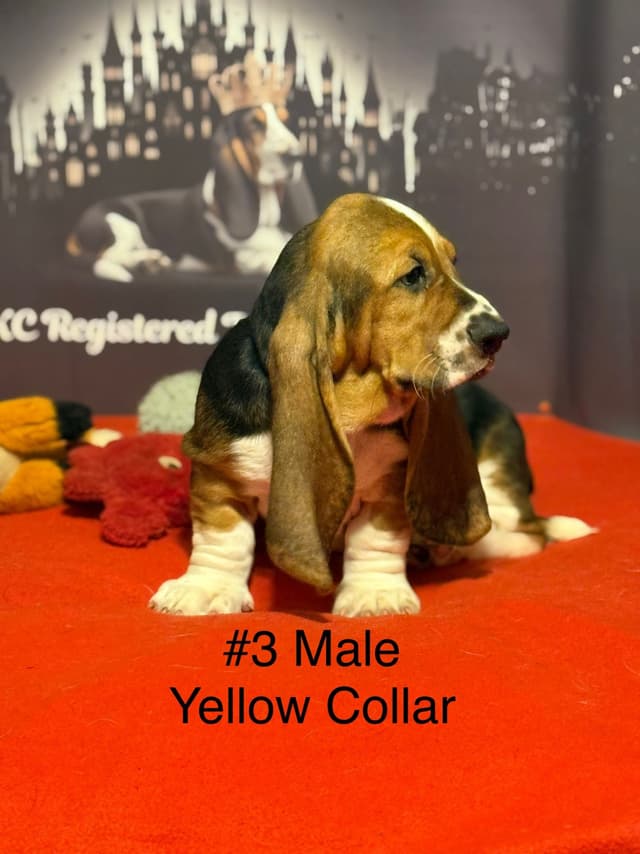 Basset Hound Puppies media 9