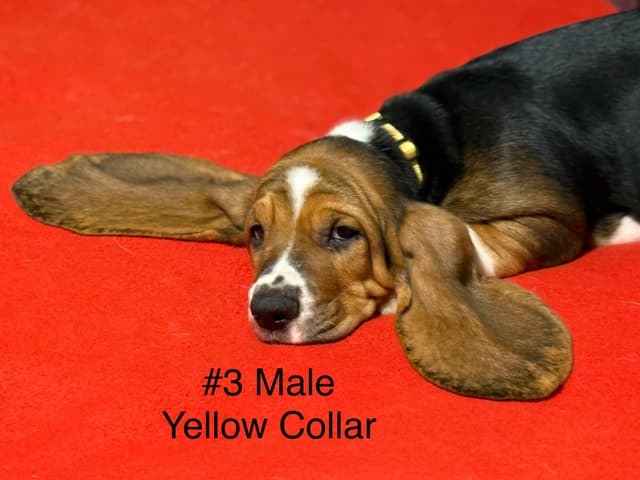 Basset Hound Puppies media 10