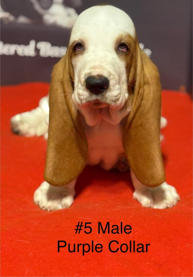 Basset Hound Puppies media 15