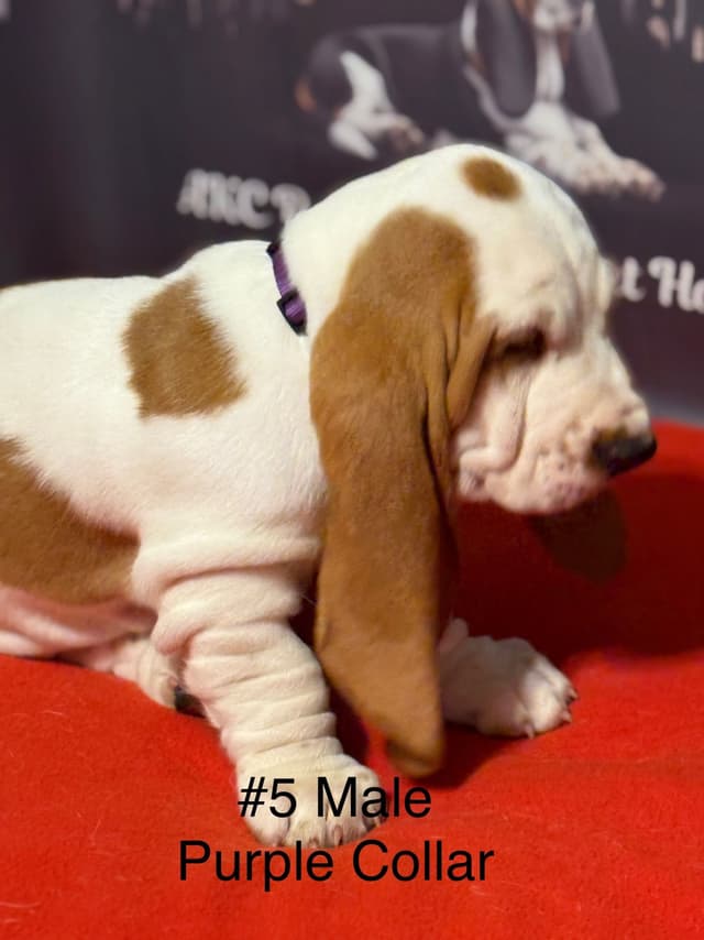 Basset Hound Puppies media 16