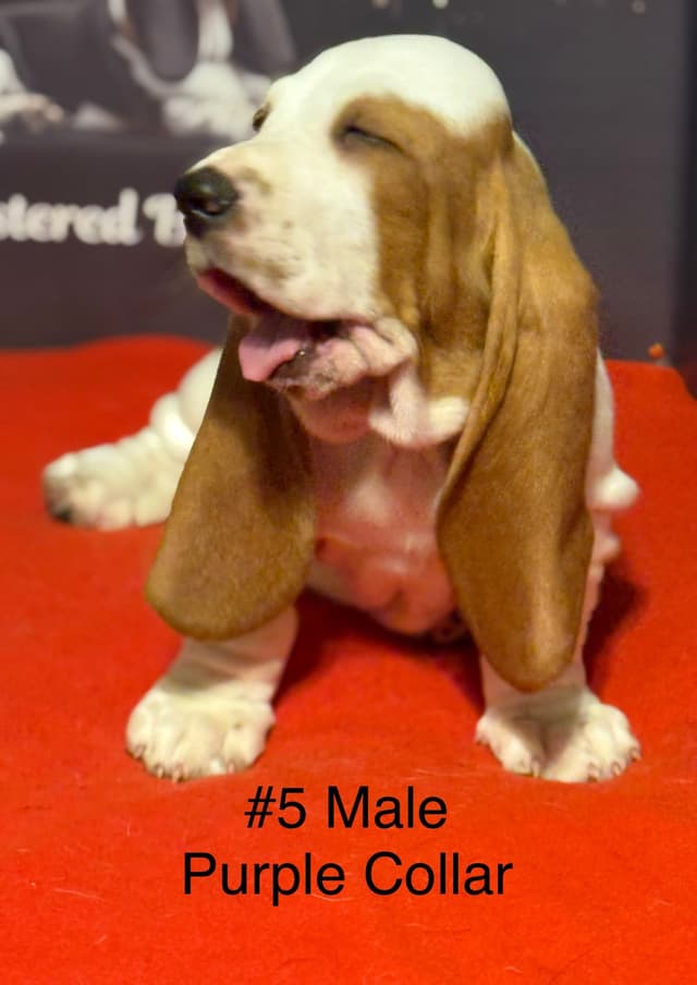 Basset Hound Puppies media 17