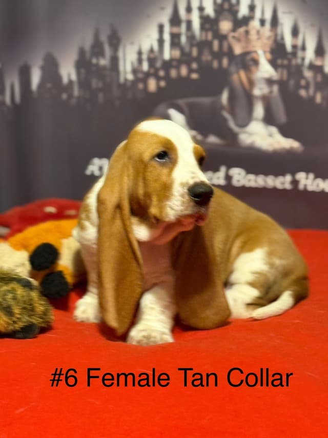 Basset Hound Puppies media 21