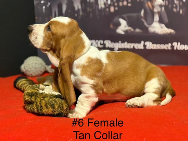 Basset Hound Puppies media 22