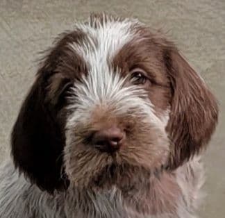 Small Munsterlander Puppies breeder image 1