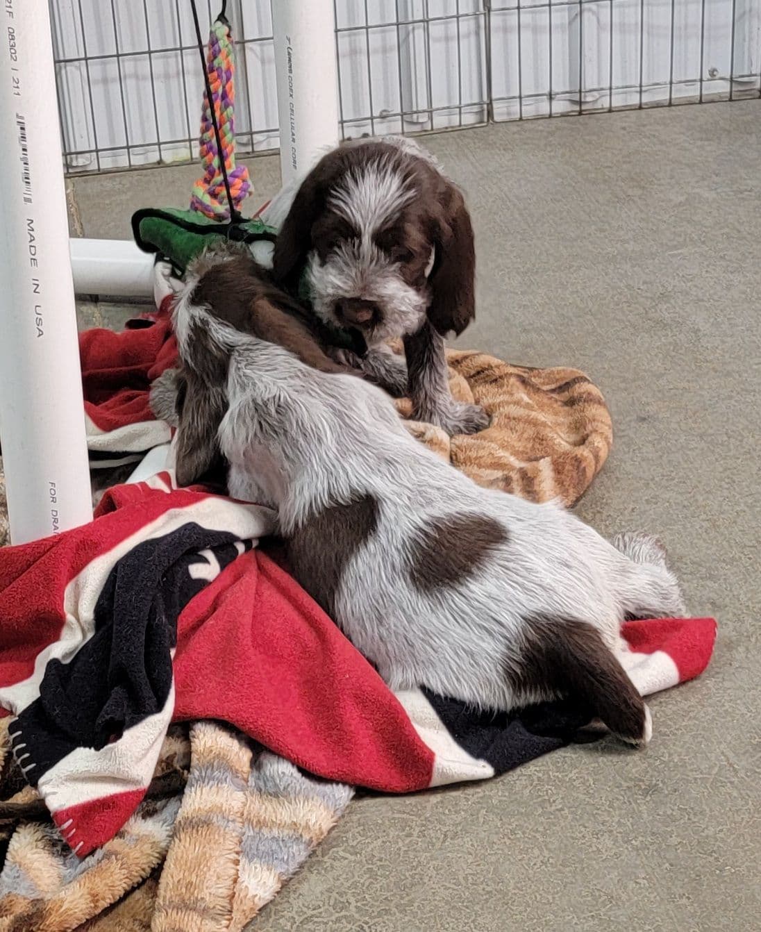 Small Munsterlander Puppies breeder image 3