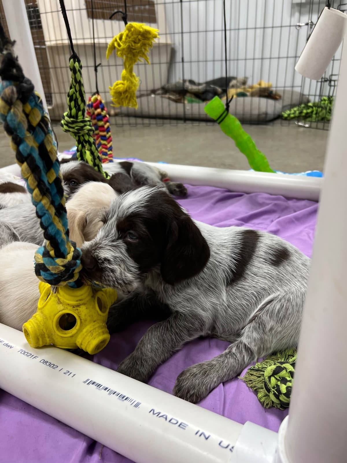 Small Munsterlander Puppies breeder image 6