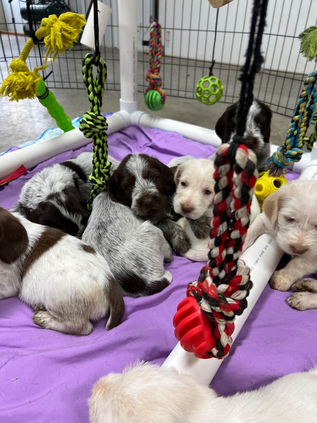 Small Munsterlander Puppies breeder image 7