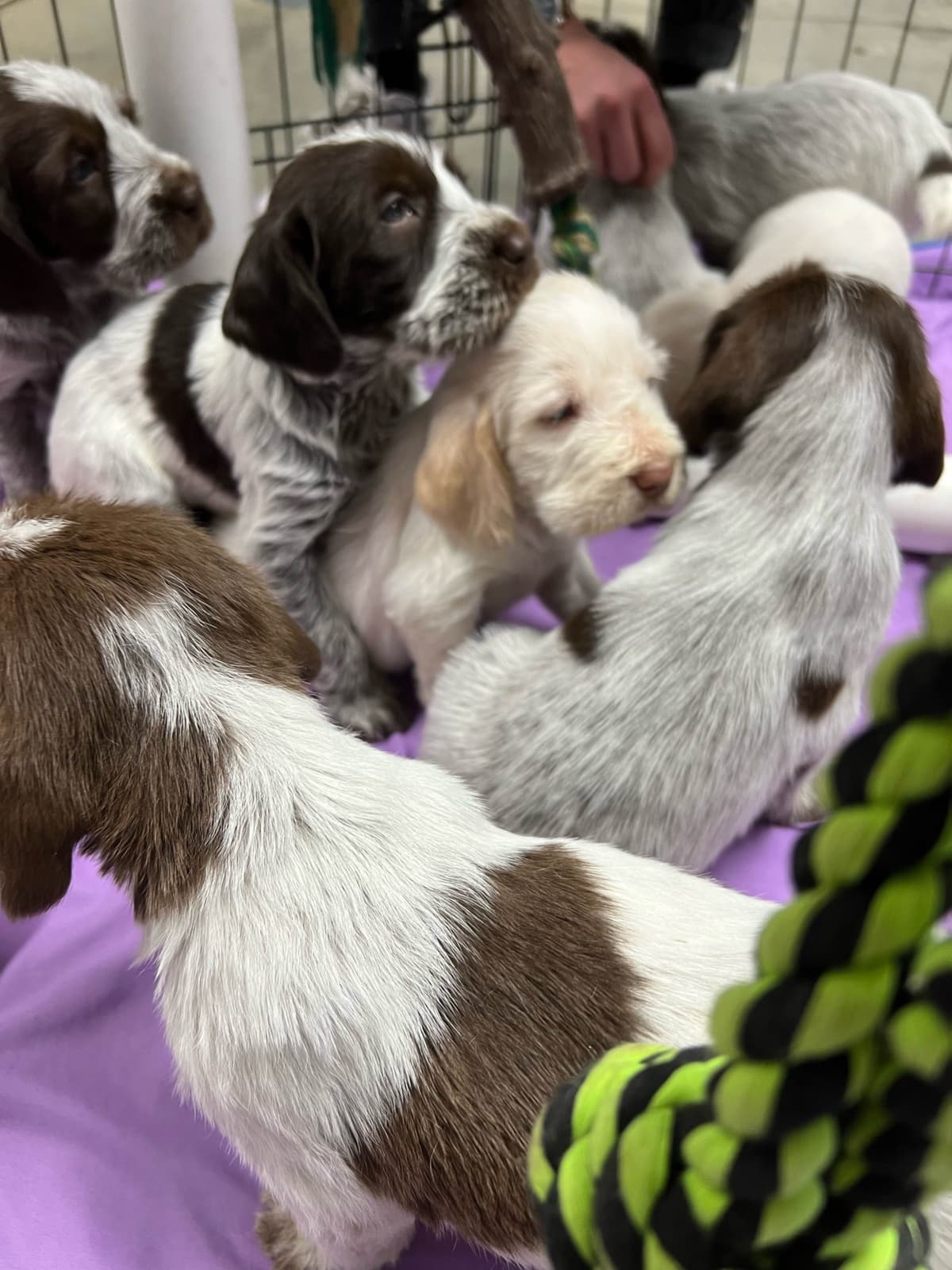 Small Munsterlander Puppies breeder image 8