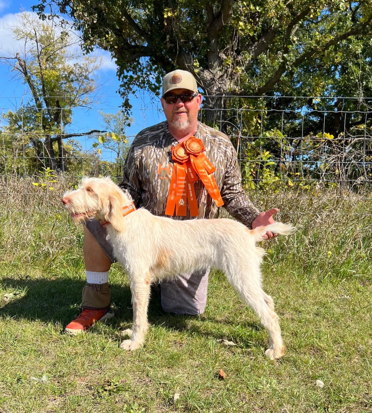 Small Munsterlander Puppies breeder image 19
