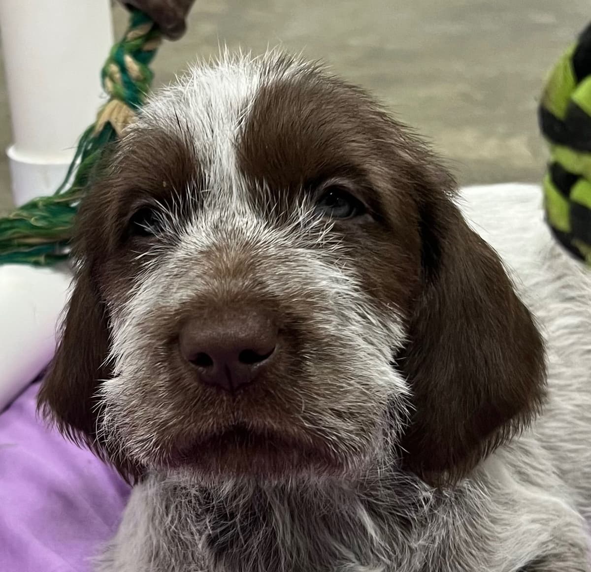 Small Munsterlander Puppies breeder image 22