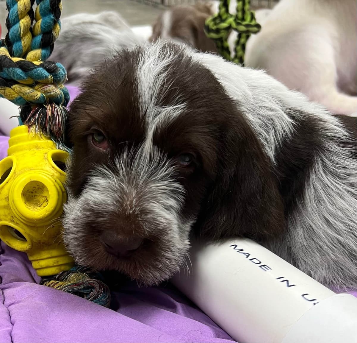 Small Munsterlander Puppies breeder image 24