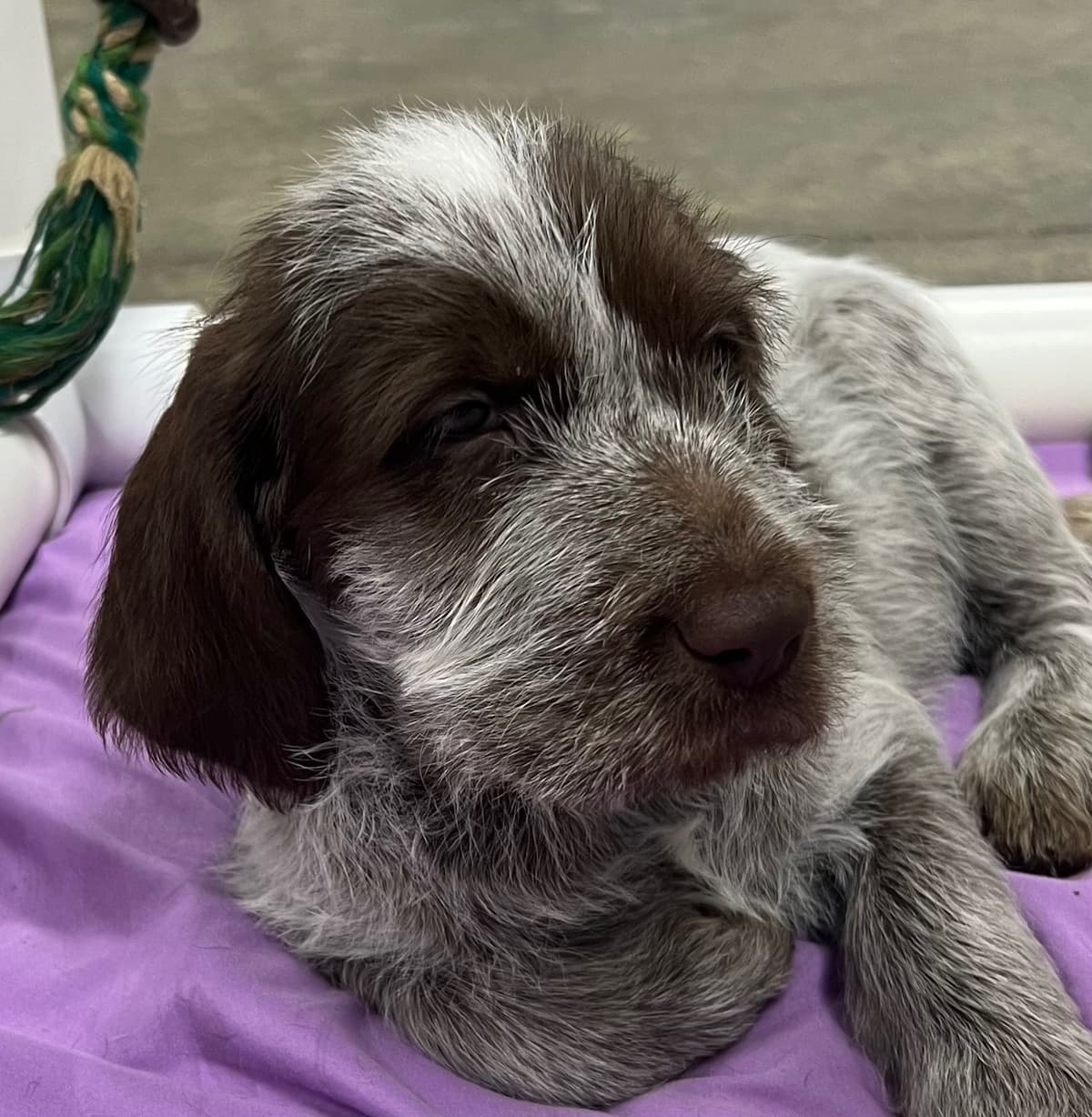 Small Munsterlander Puppies breeder image 25