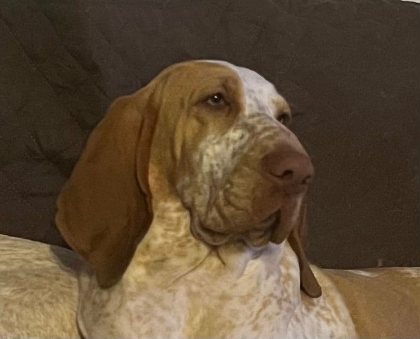 Small Munsterlander Puppies breeder image 26