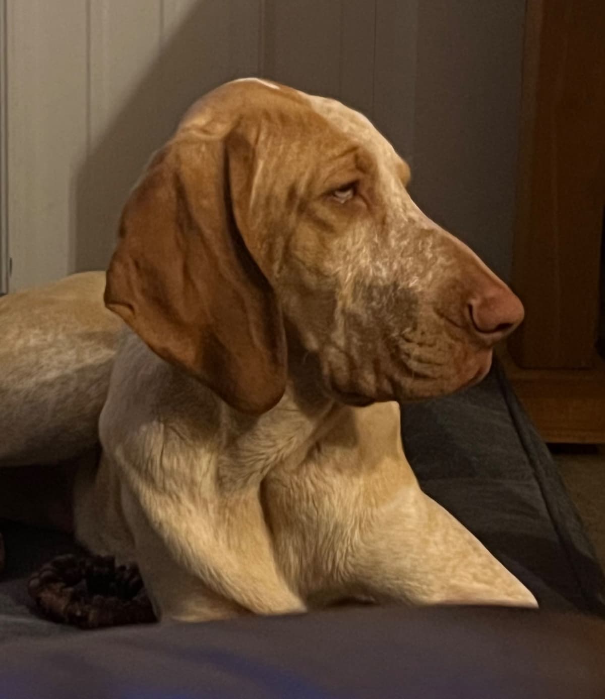 Small Munsterlander Puppies breeder image 28