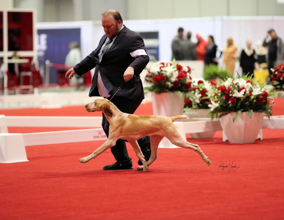 Small Munsterlander Puppies breeder image 29