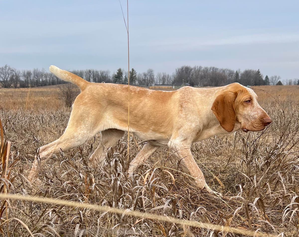 Small Munsterlander Puppies breeder image 30