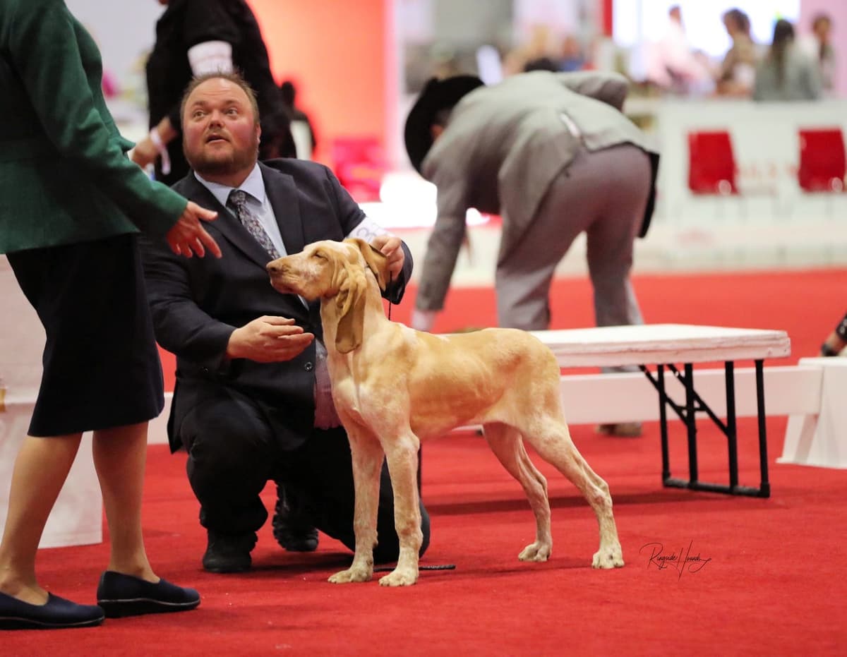 Small Munsterlander Puppies breeder image 31