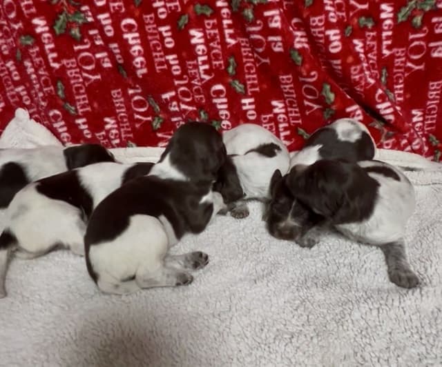Small Munsterlander Puppies media 2