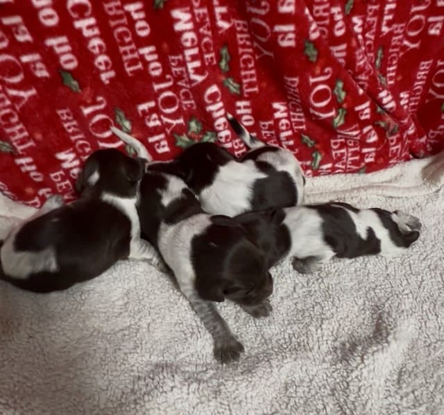 Small Munsterlander Puppies media 3